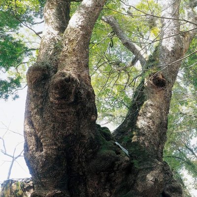 来宮神社