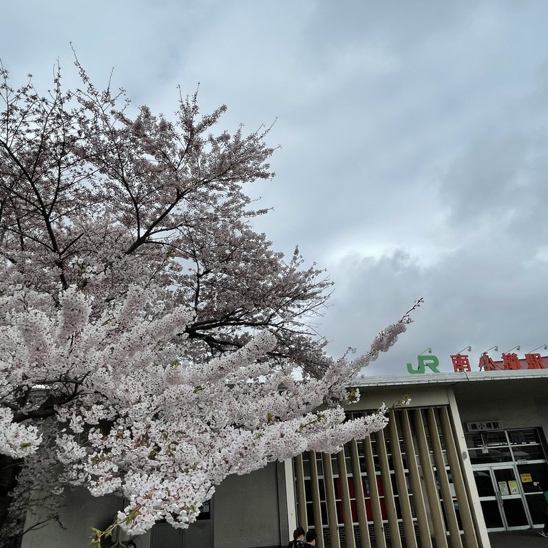 桜と歴史とグルメを満喫 Jr南小樽駅から春の小樽をめぐるウォーキング一人旅 Playlife プレイライフ
