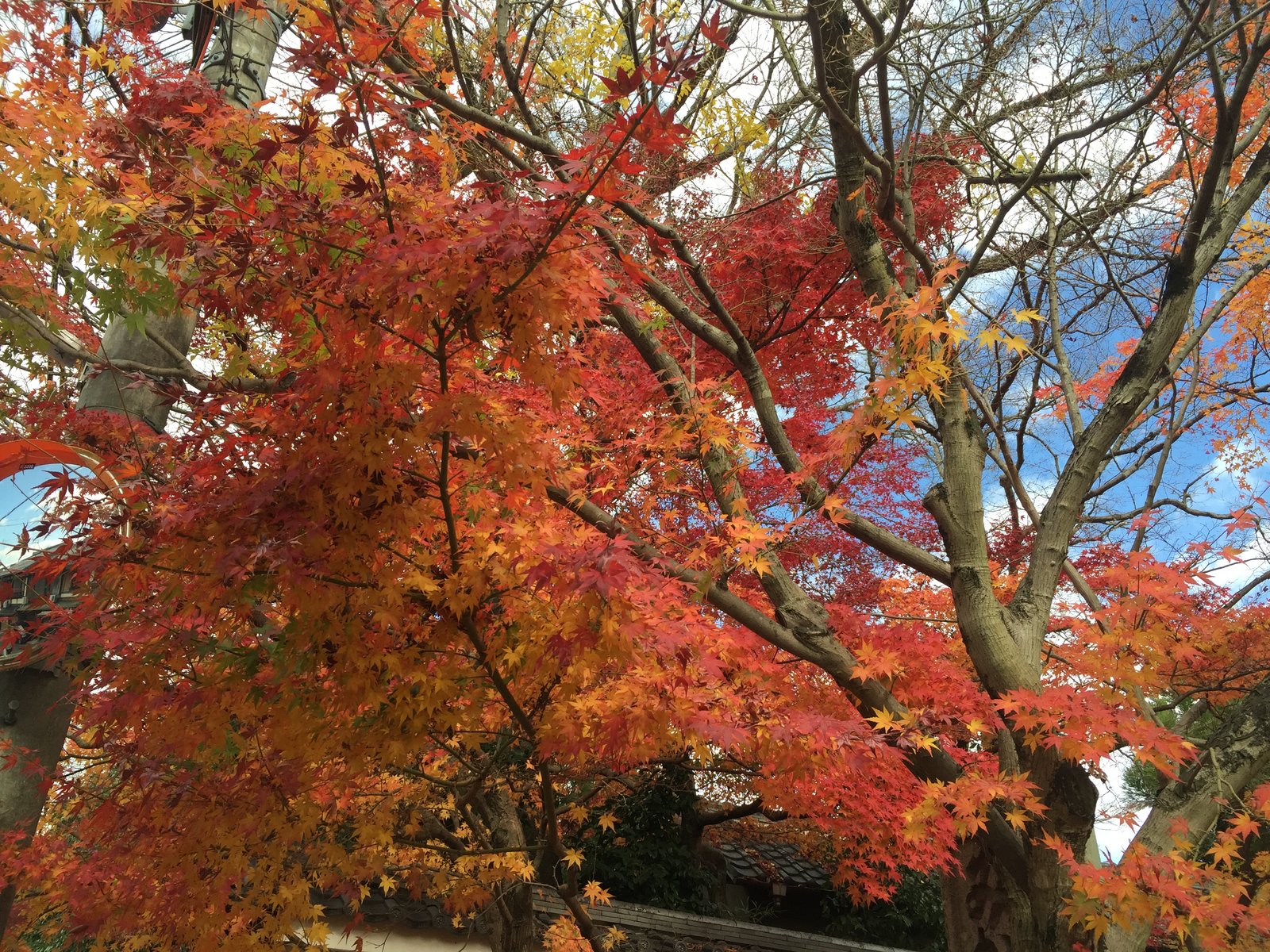 永観堂(禅林寺)