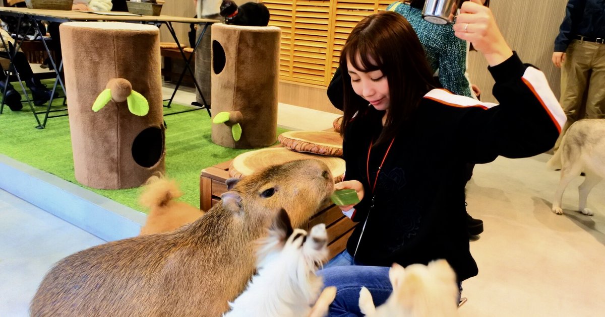大阪のおすすめ動物カフェ10選 可愛い動物に思いきり癒されよう Playlife プレイライフ