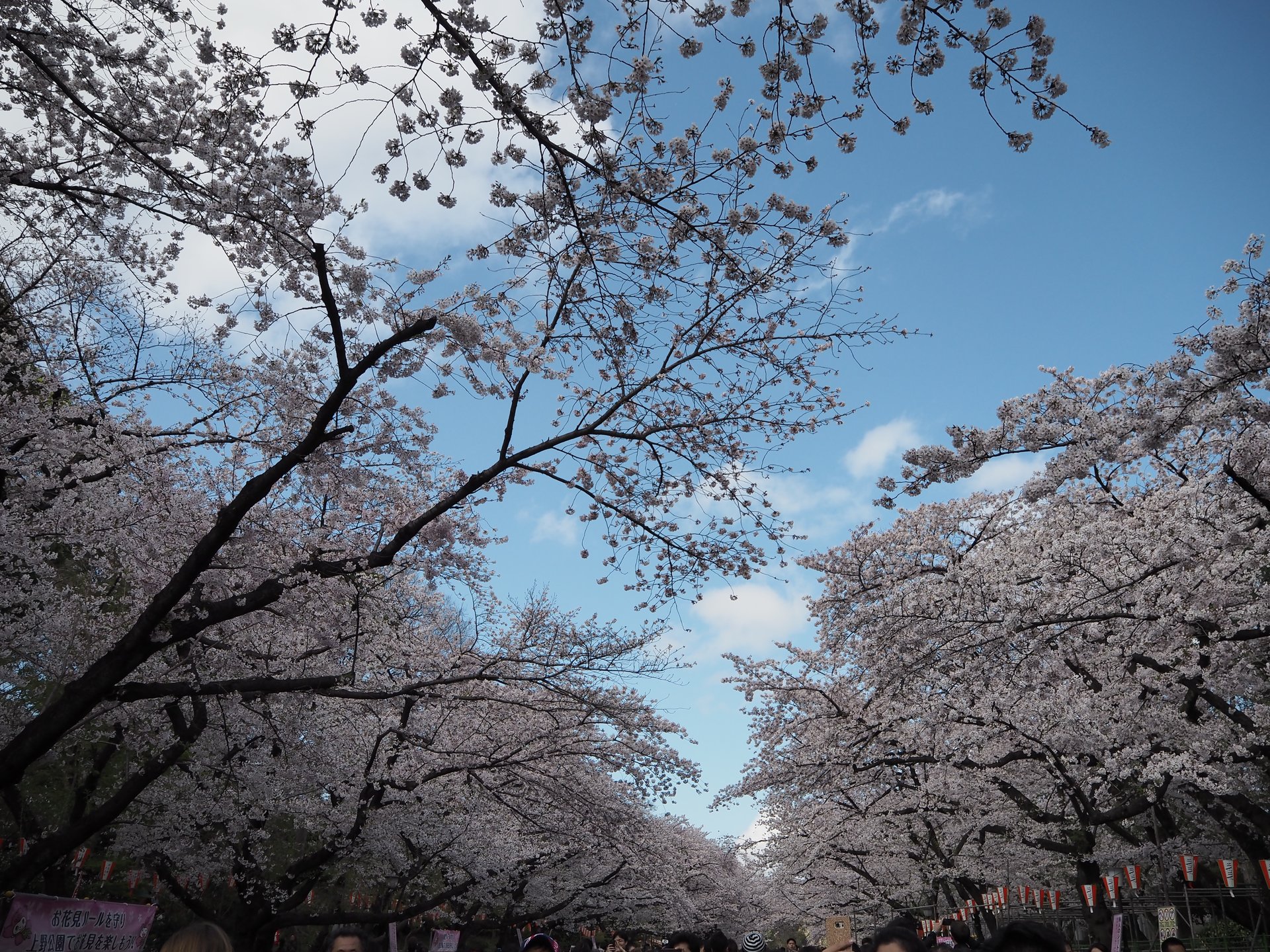 【東京・上野】今年の春はどこに行こう？オススメ桜スポット！上野公園♪（イベント情報あり）