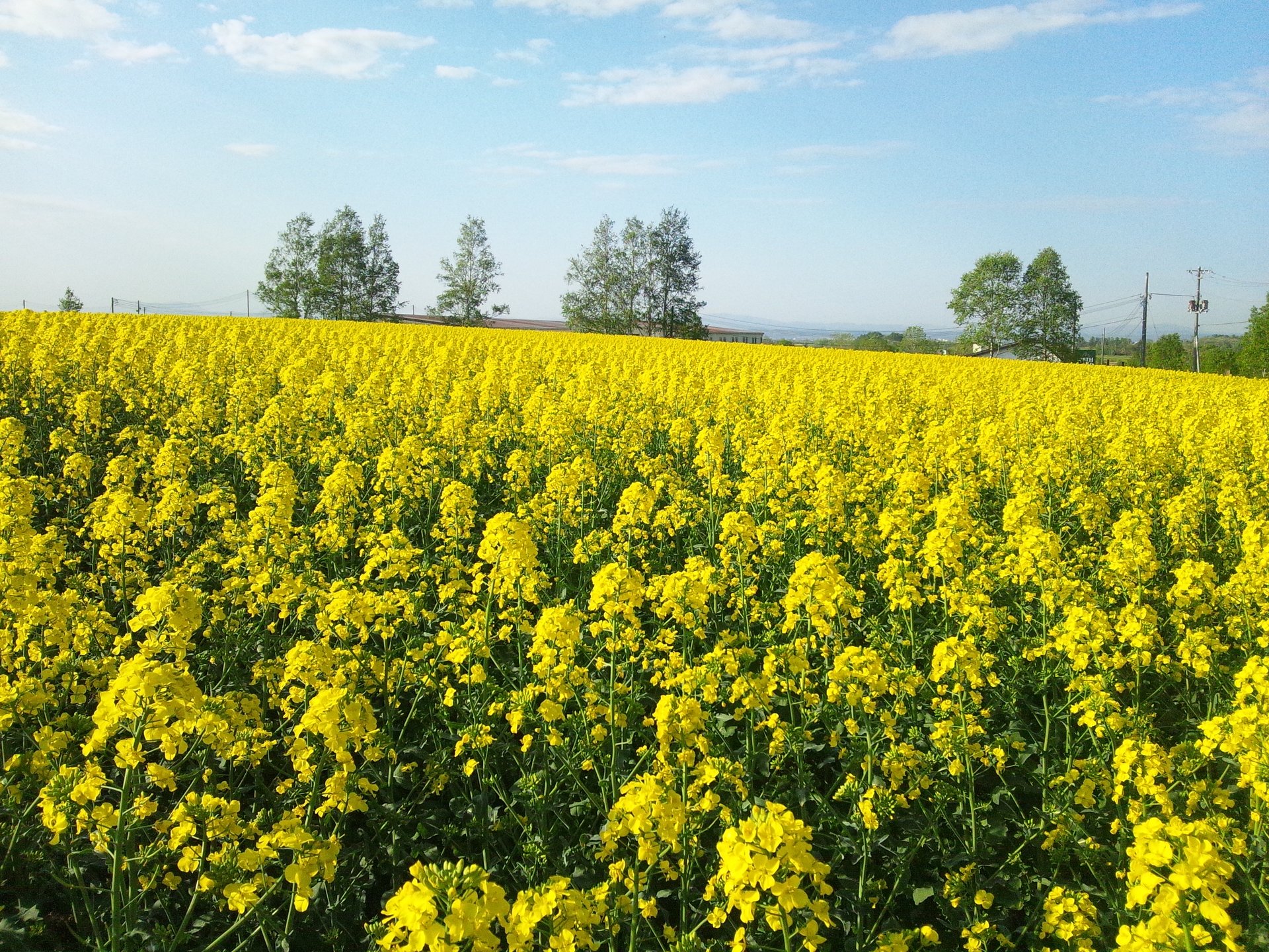 【滝川】絶景×スケール感が最高！日本一の菜の花畑 SNSブームで人気観光地の仲間入り☆