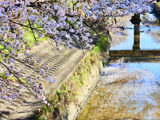 高田千本桜