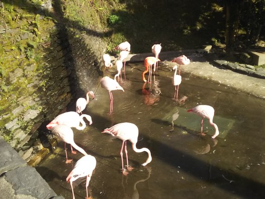 長崎県立大村湾自然公園大崎くじゃく園