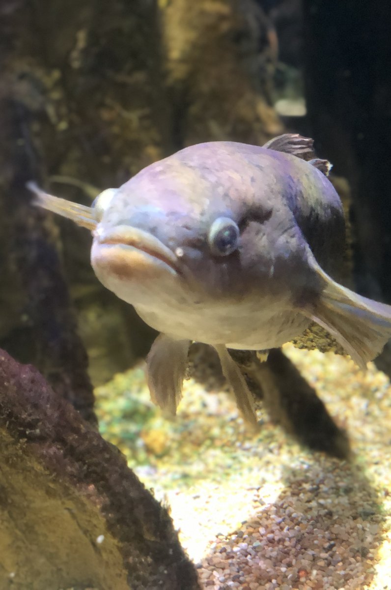 沖縄美ら海水族館