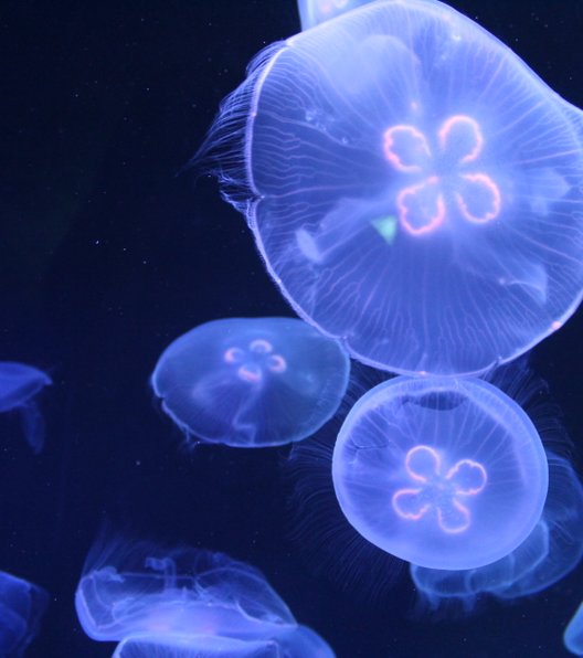 すみだ水族館