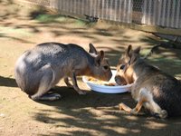 牛久大仏 ふれあい動物公園の観光情報 見どころ 評判 アクセス等 Playlife プレイライフ