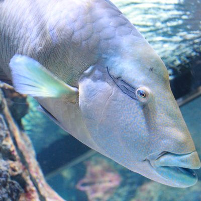 すみだ水族館