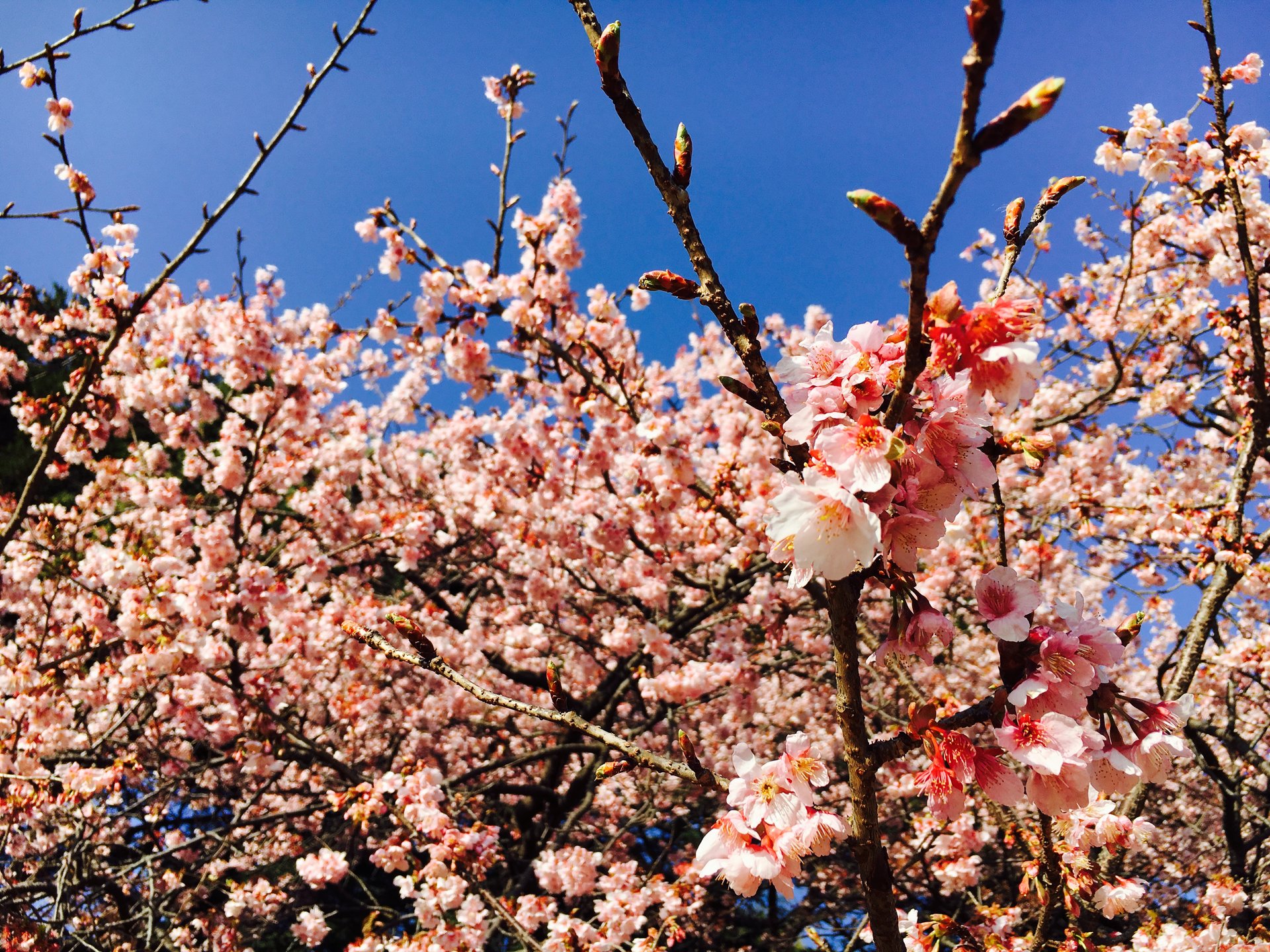 【一足先に、新宿で春。】満開の梅が非日常の癒しを与えてくれる、都会のオアシス『新宿御苑』