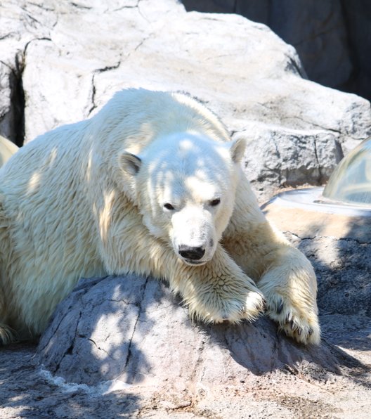 旭川市旭山動物園