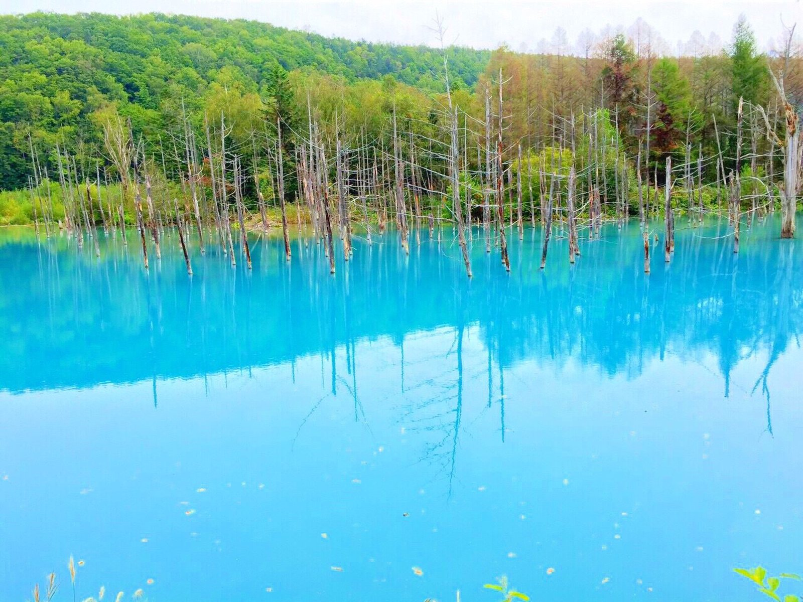 美瑛(白金) 青い池
