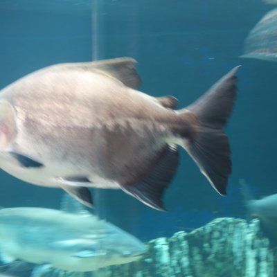 サンシャイン水族館