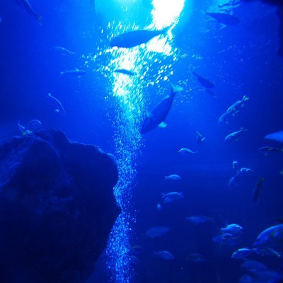 すみだ水族館