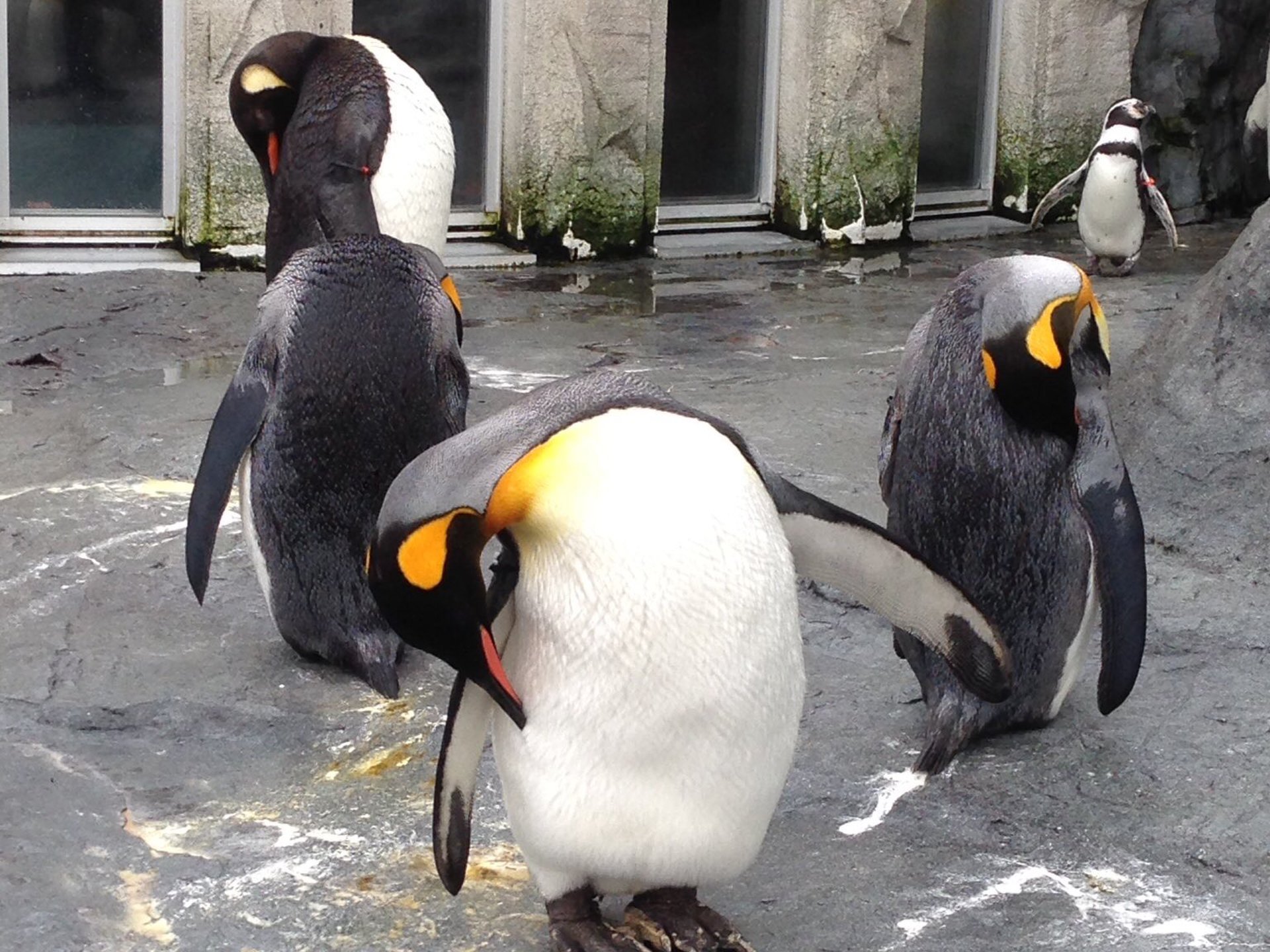 旭川市旭山動物園