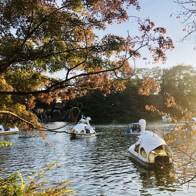 井の頭公園