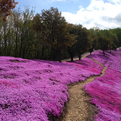 東藻琴芝桜公園キャンプ場