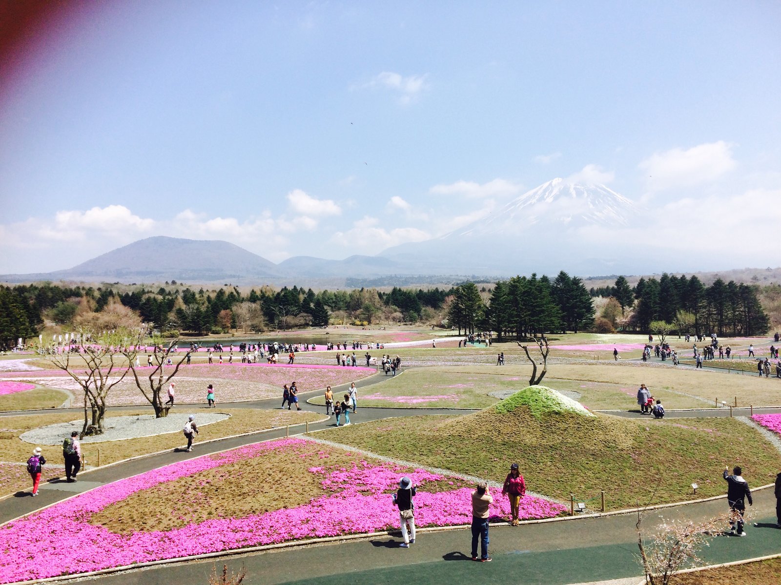 富士芝桜まつり会場