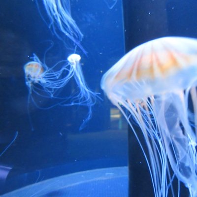 新潟市水族館マリンピア日本海