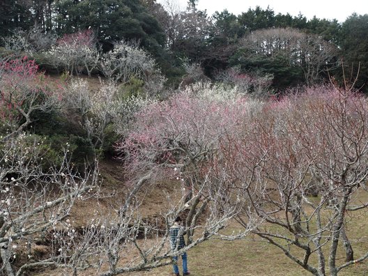 修善寺自然公園