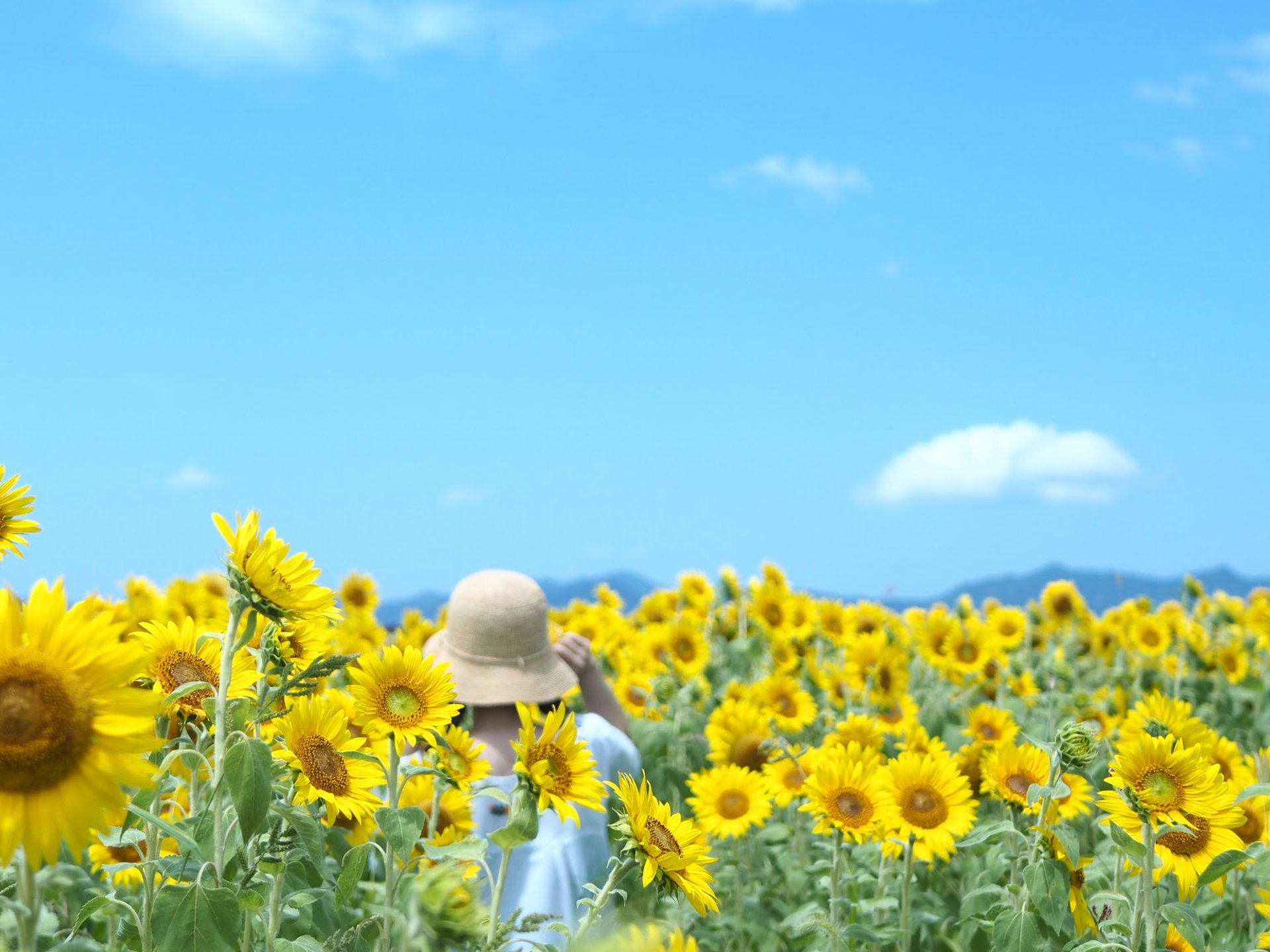 山口県・山陽西日本最大級の農場「花の海」の広大なひまわり畑がすごすぎる！