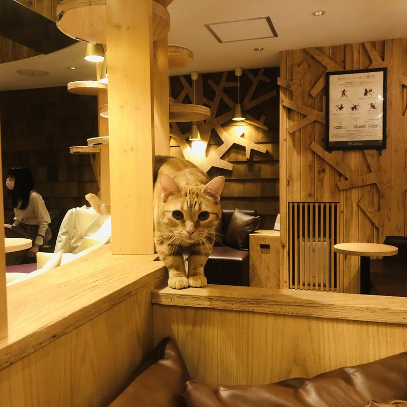 猫カフェ MOCHA (モカ）池袋西口店
