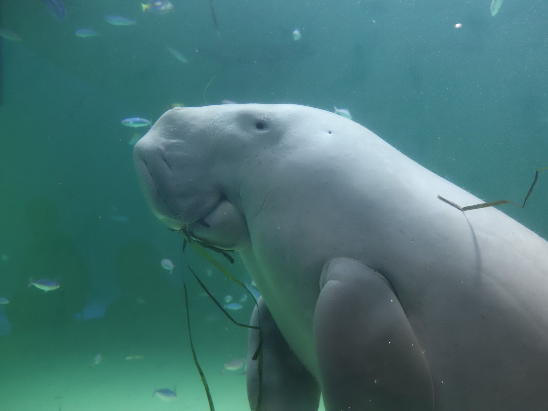 鳥羽水族館の完全ガイド！おすすめの生き物から割引情報までご紹介