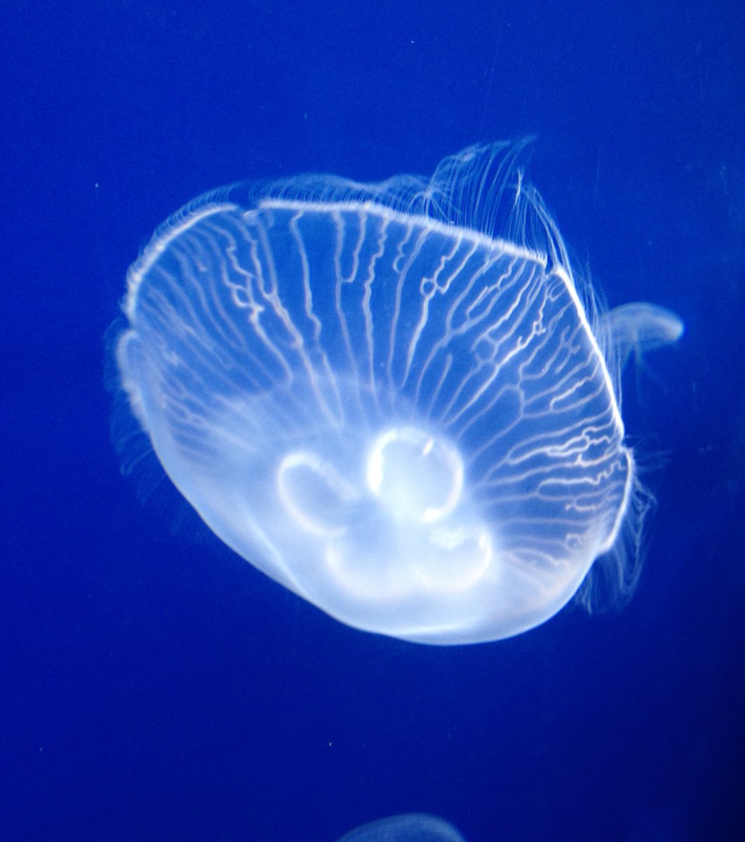 すみだ水族館