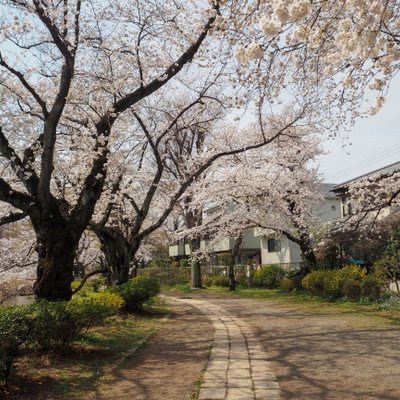 善福寺公園