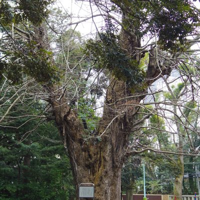 赤坂氷川神社のイチョウ