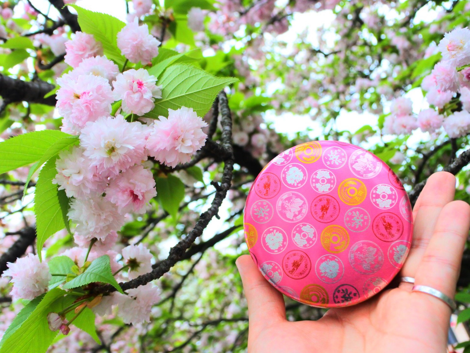 【約130種・約350本の桜が舞う！】期間限定開催の大阪造幣局桜の通り抜けは行かなきゃ損！
