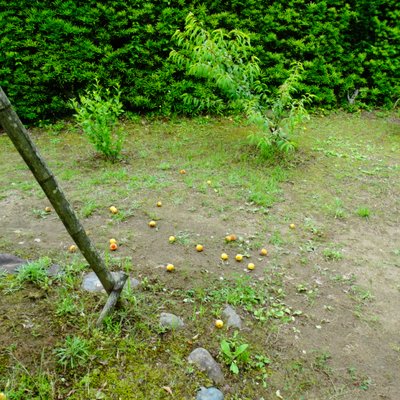 千葉県立房総のむら