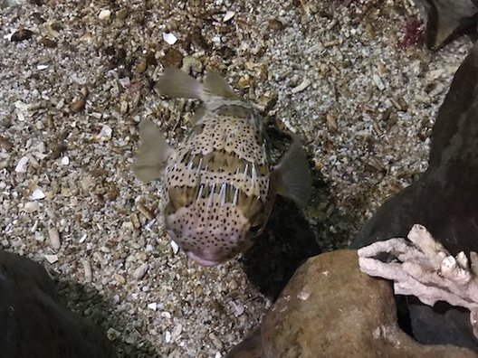 わくわく海中水族館シードーナツ