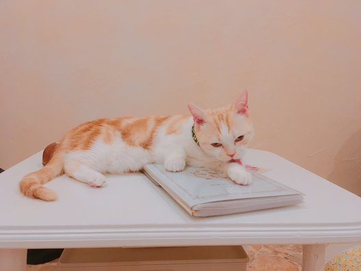 Cat Cafe てまりのおしろ