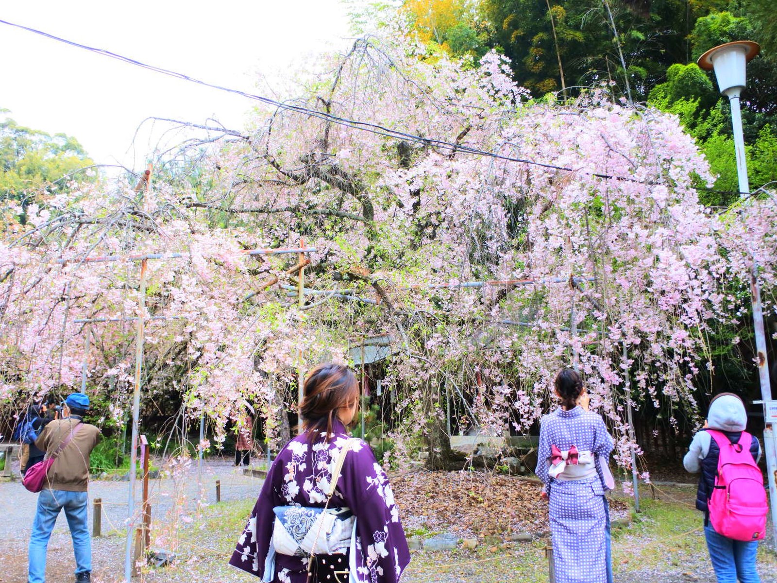 平野神社