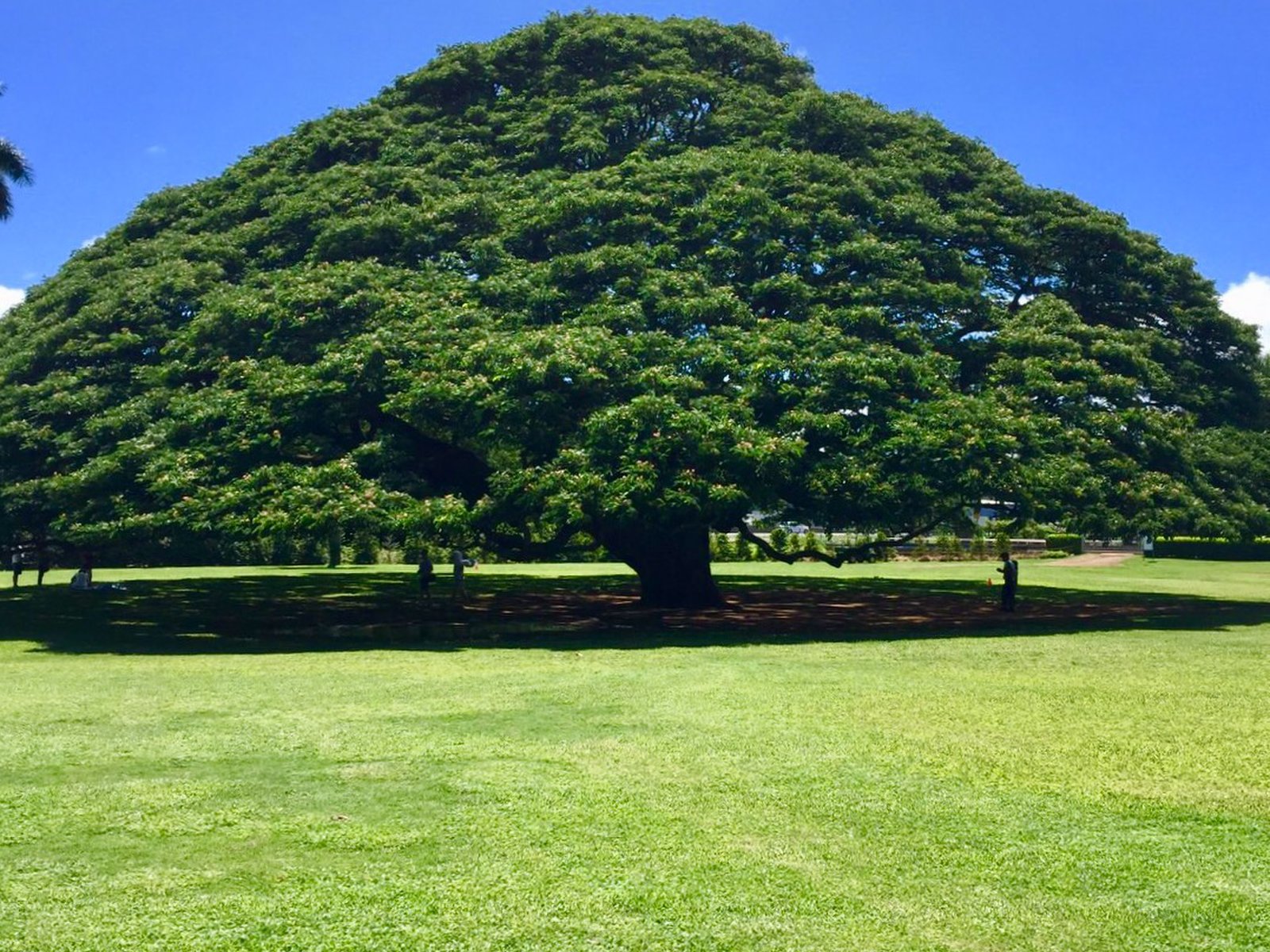 Moanalua garden