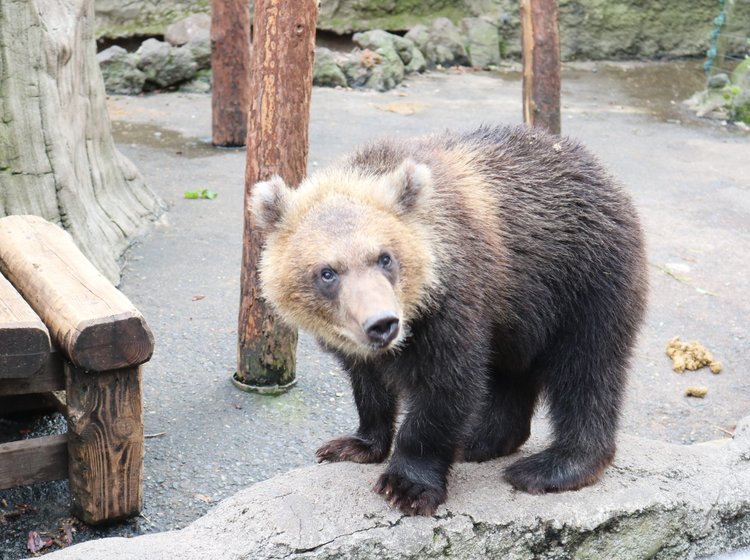 近すぎる小熊がかわいい ヒトのオリで大人の熊と強烈体験 のぼりべつクマ牧場 Playlife プレイライフ