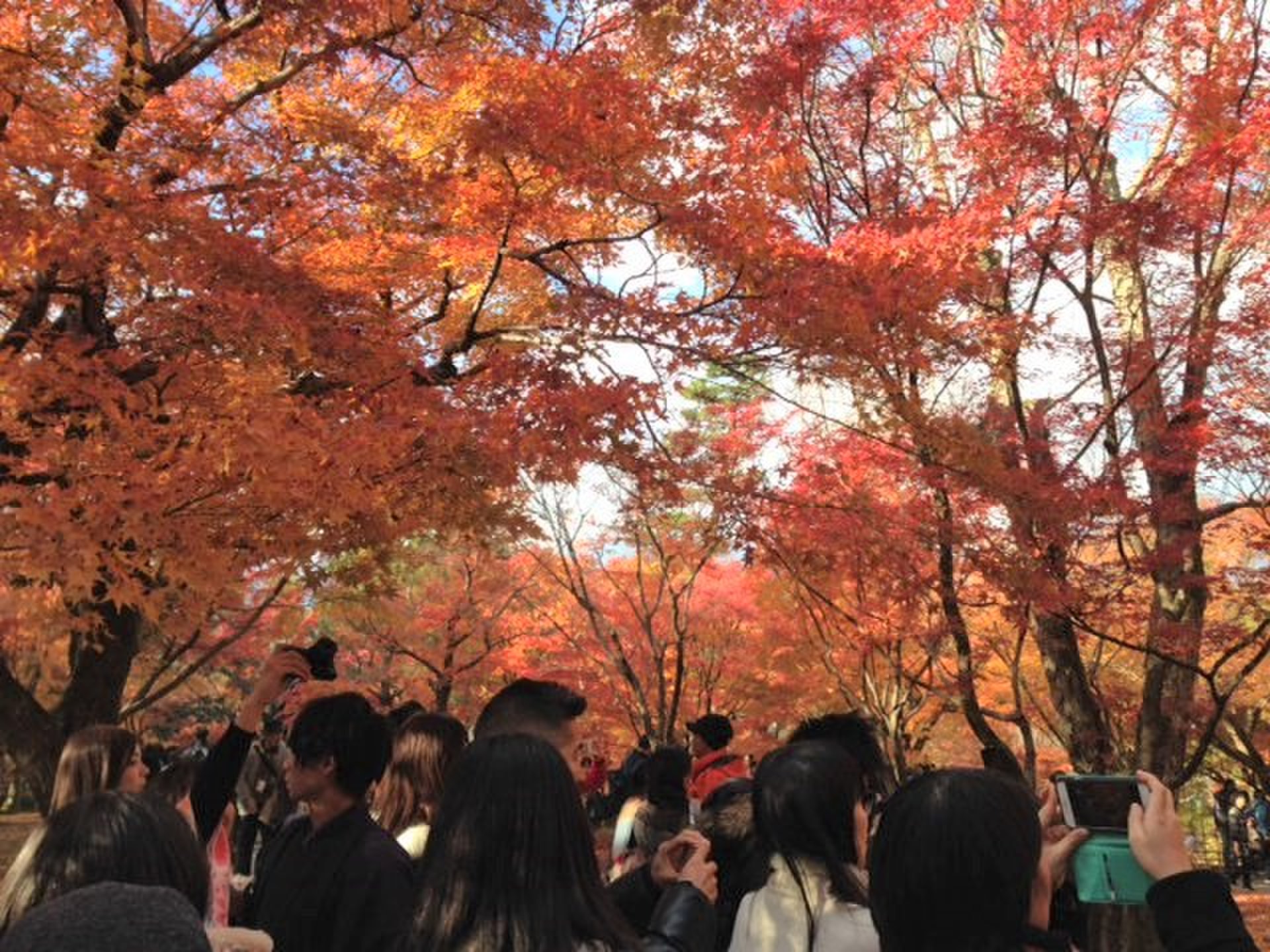 【紅葉の京都をお母さんと旅行】紅葉のお寺と博物館巡りをメインに。【３日目】