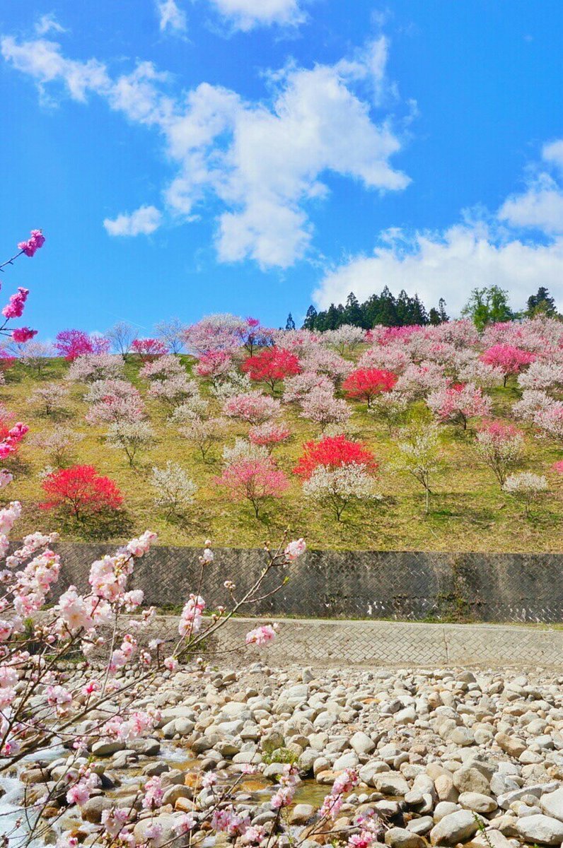 月川温泉の花桃（花桃の里）