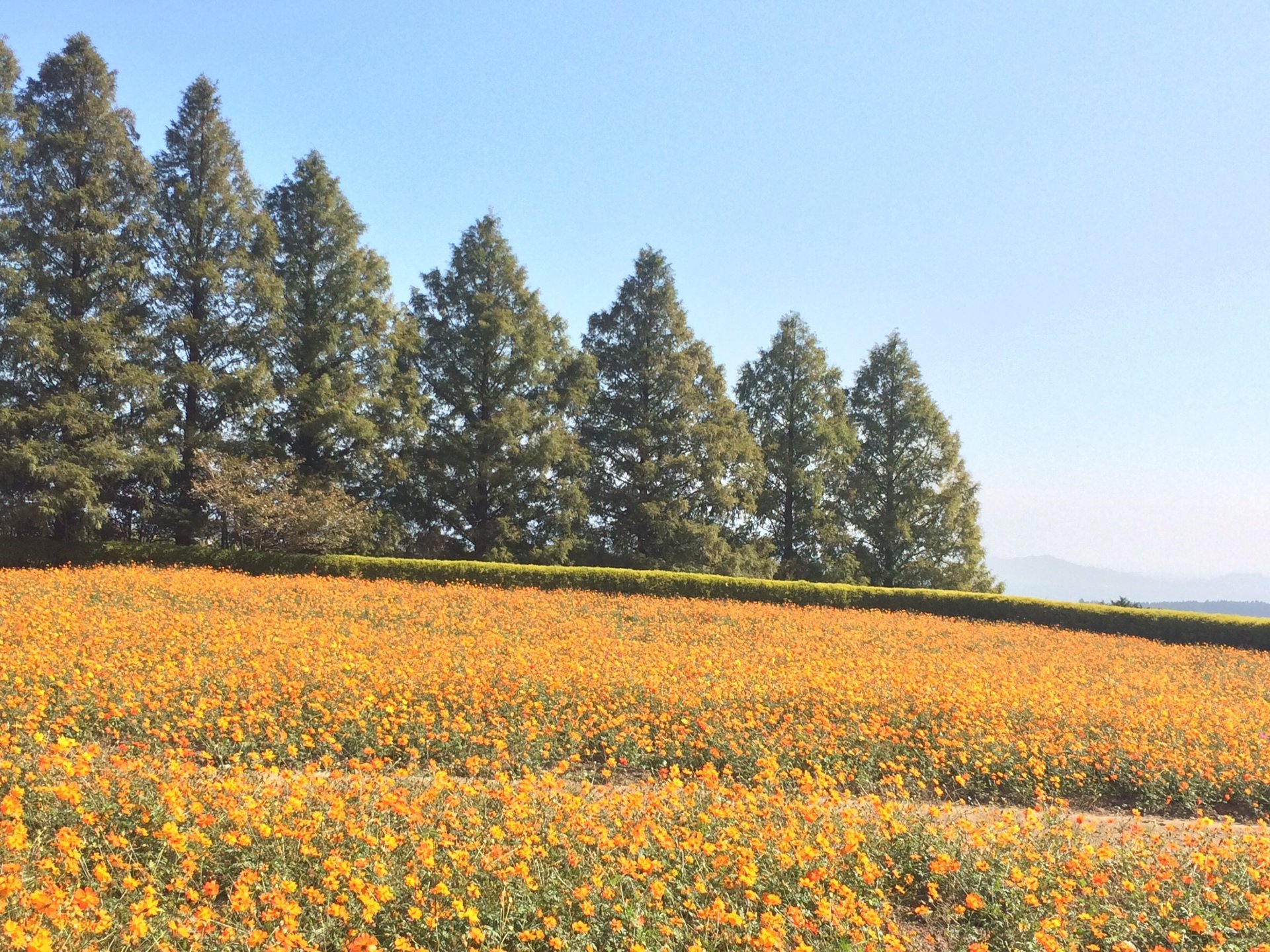 【宮崎県で花を見るならココ！】広大なお花畑とフローランテ宮崎