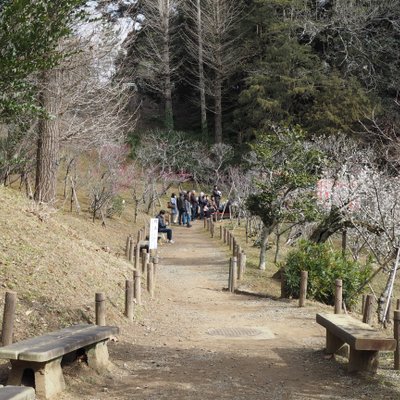 成田山公園内梅林