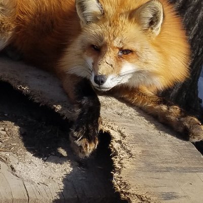 宮城蔵王キツネ村