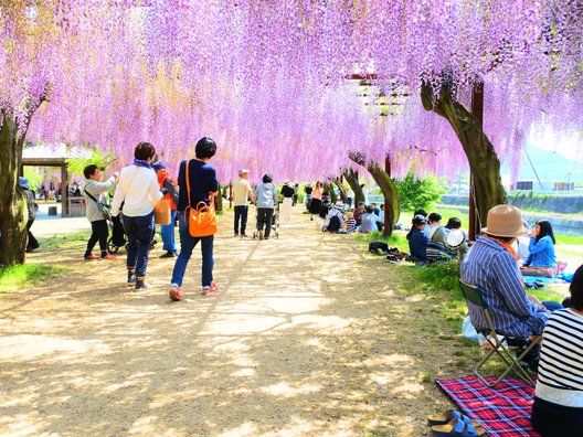 和気町藤公園