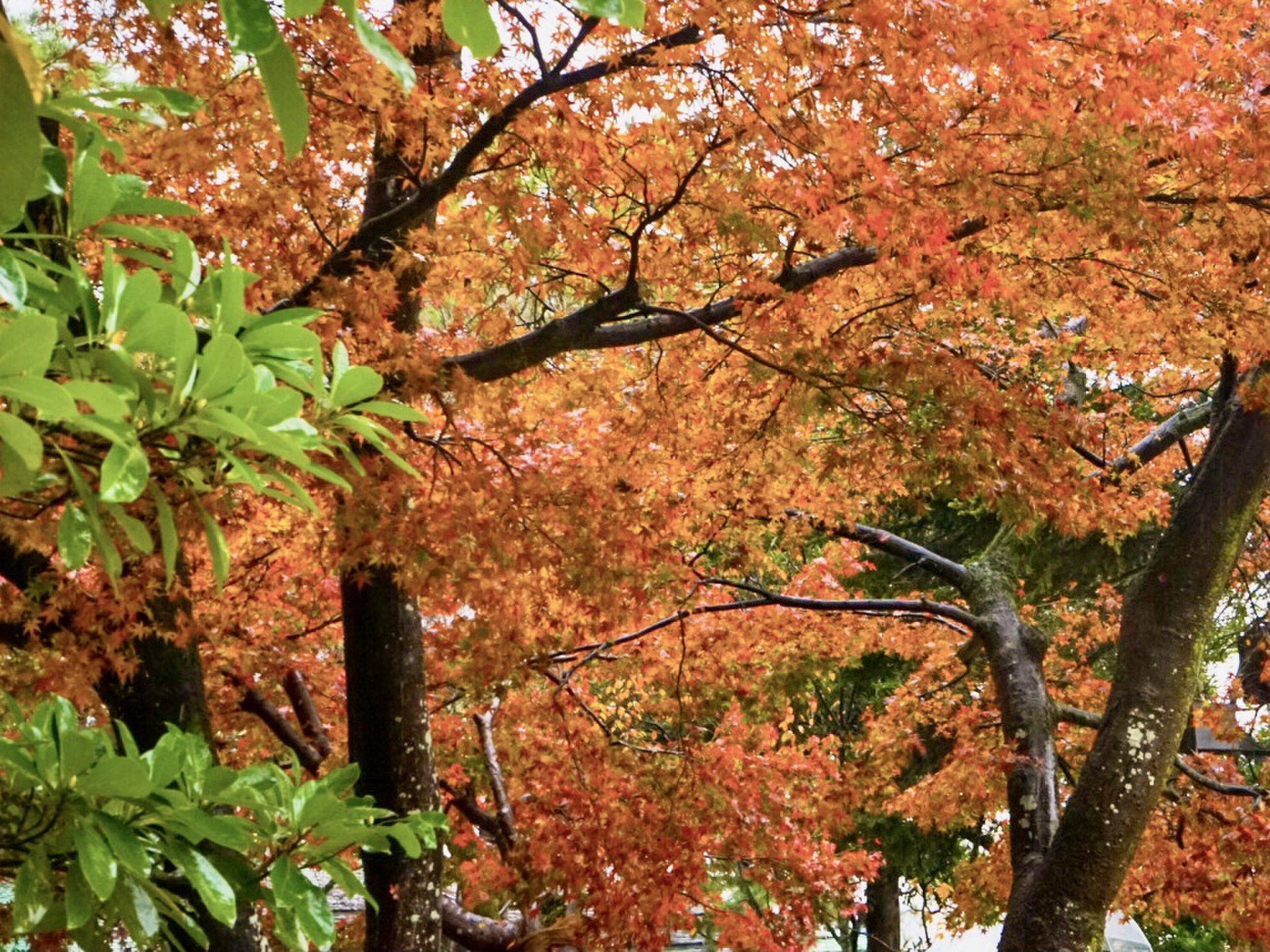兼六園で紅葉を楽しんだ後は加賀温泉郷にある片山津温泉でカニを1匹楽しむ旅