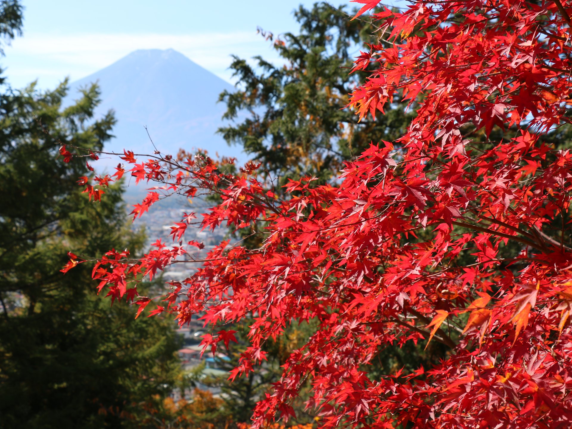 世界が認めた絶景!紅葉の新倉山浅間神社に行ってみた♪富士山がまさかの夏仕様だけど…（笑）