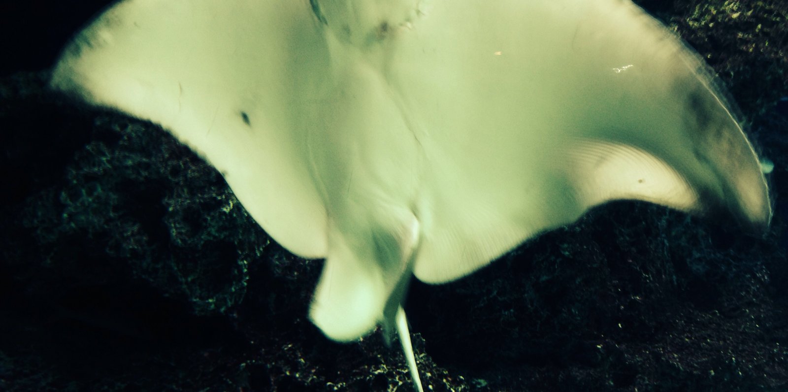 サンシャイン水族館