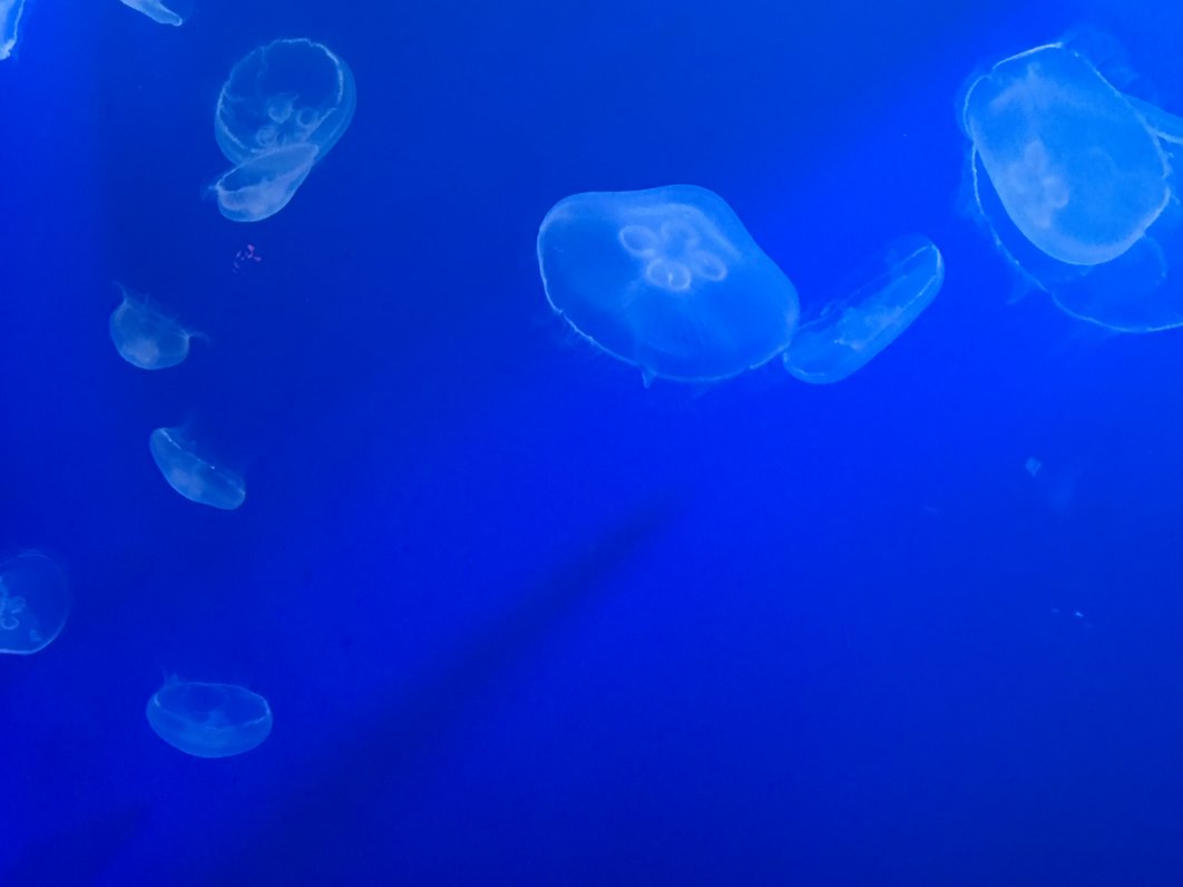 すみだ水族館