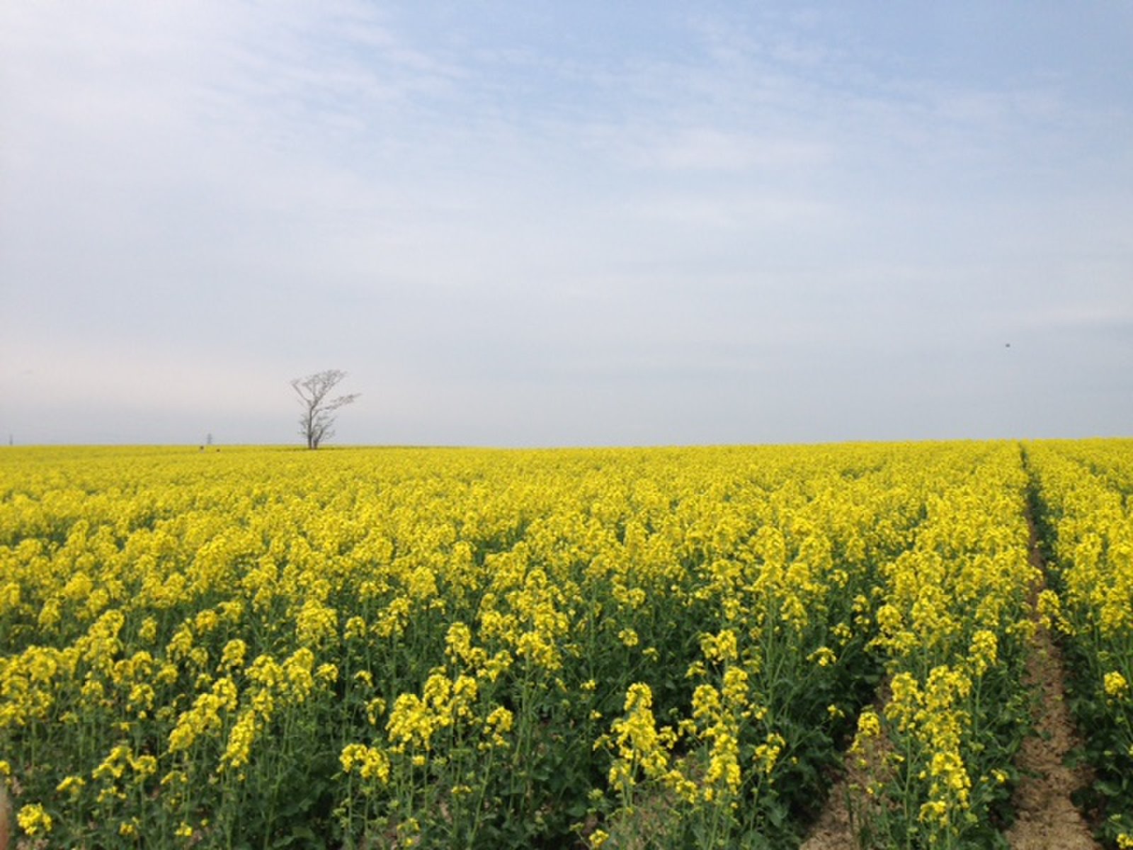 滝川 絶景 スケール感が最高 日本一の菜の花畑 Snsブームで人気観光地の仲間入り Playlife プレイライフ