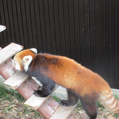 静岡市立日本平動物園レストハウス