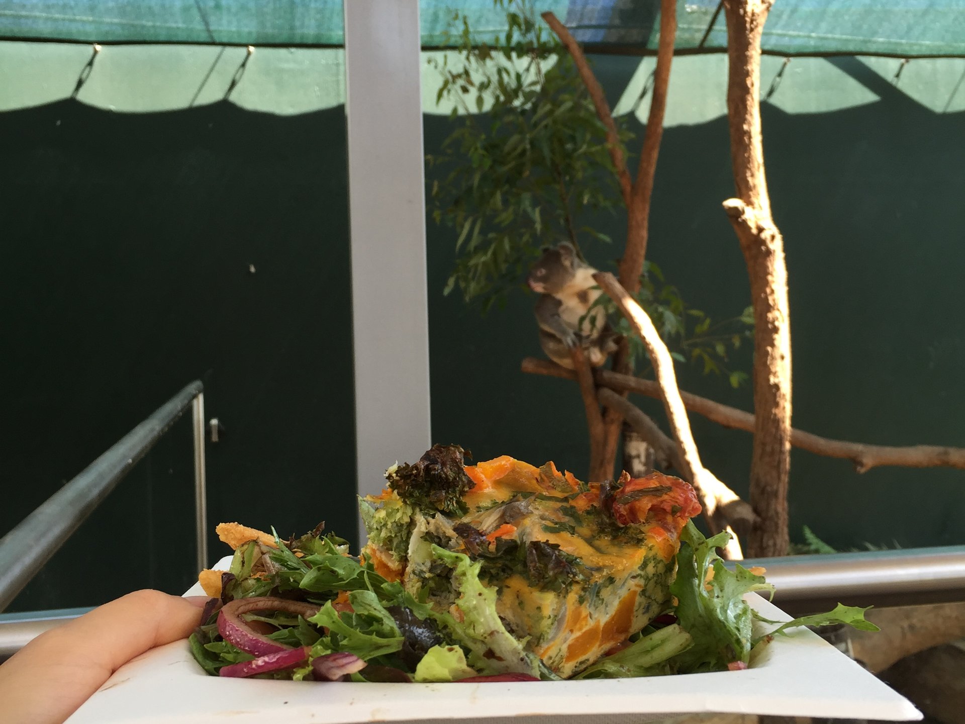コアラとお食事ができるお勧めスポット！シドニーのWild Life人気動物園