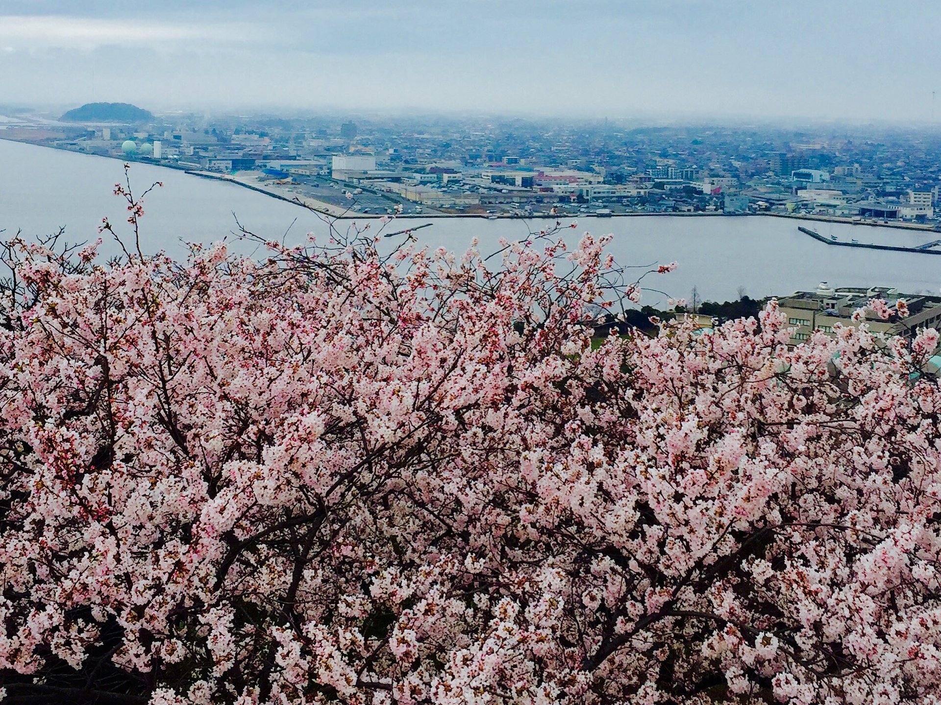 【今年の春はどこで花見？】山陰旅行で米子城跡から眺める桜と中海！